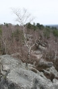 forêt des Grands Avaux
